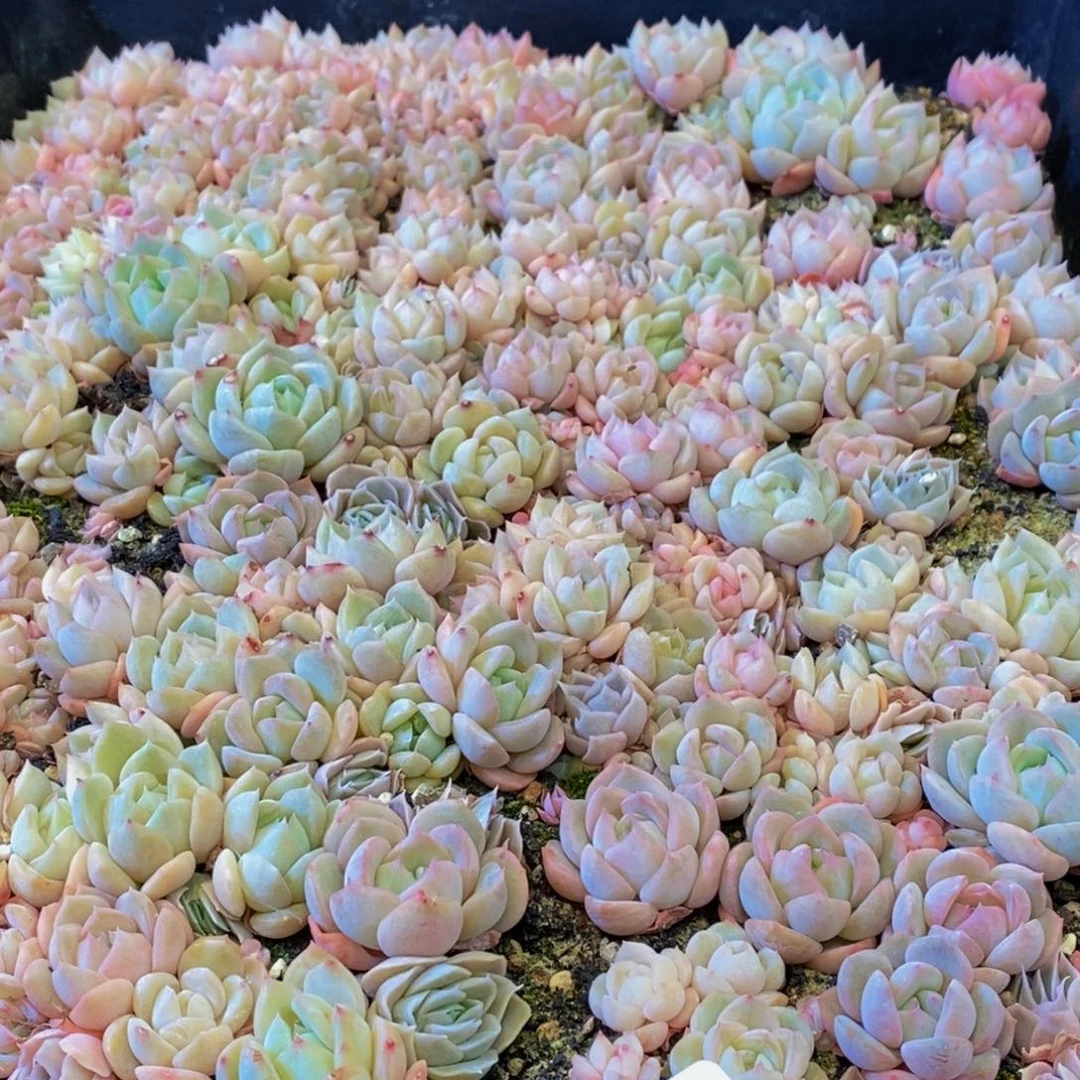 493多肉植物保护研究所所长的介绍