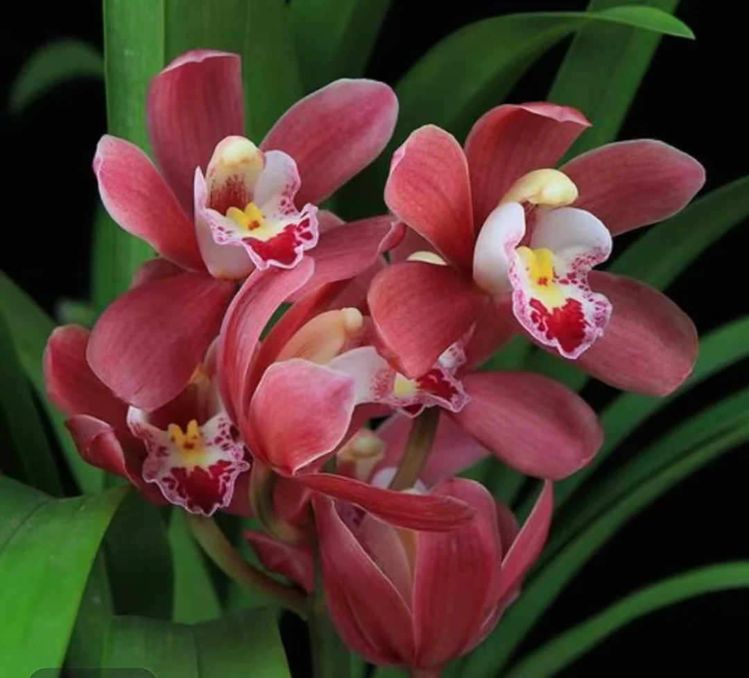 红宝石（3-4花剑）5-8苗发货带国风圆盆室内室外绿植