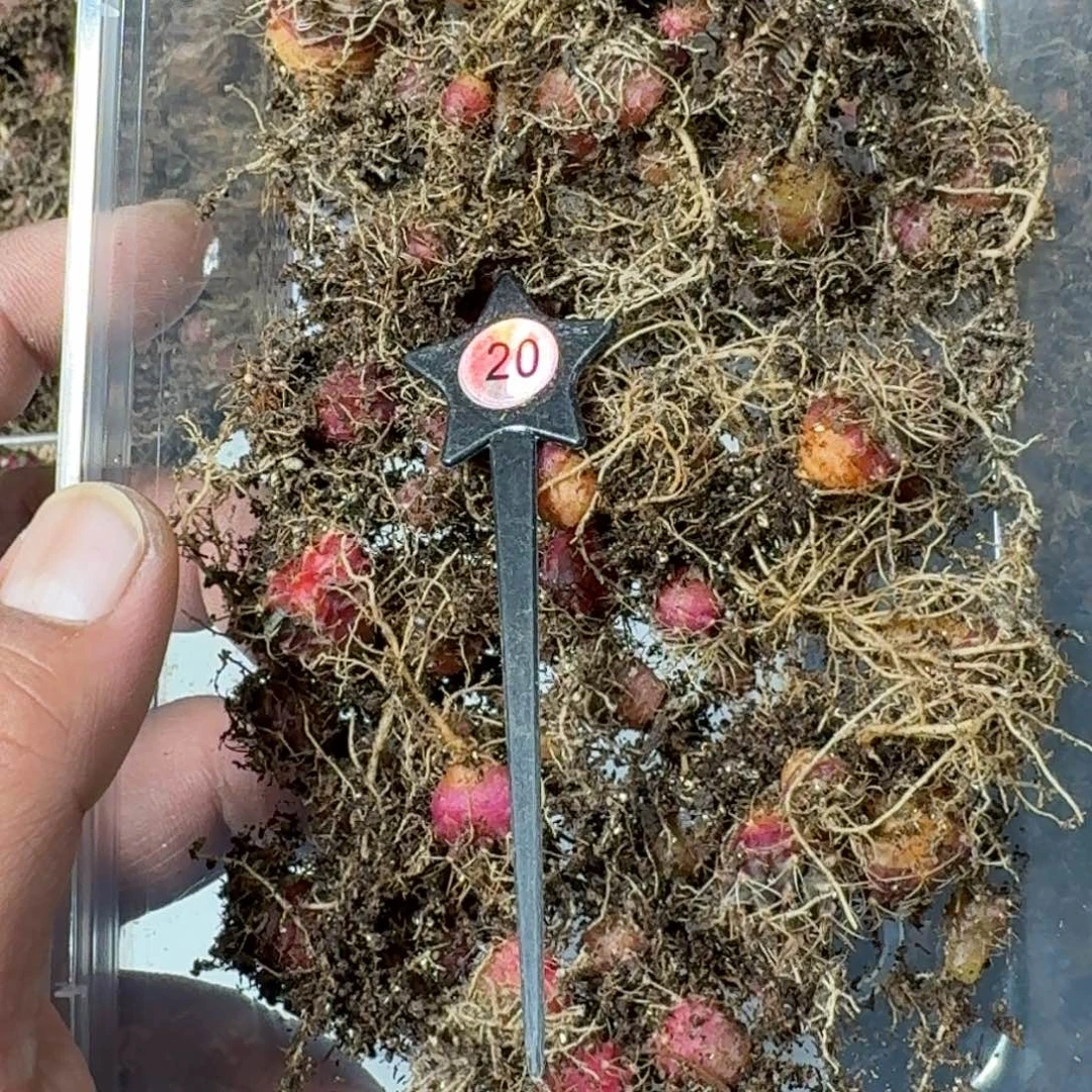 实生自然锦练手球50棵打底20