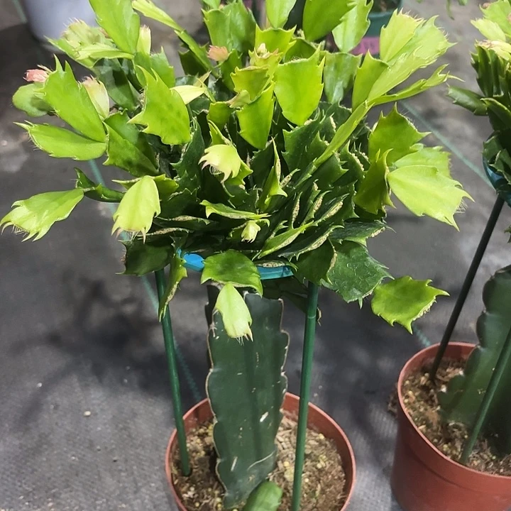 当前无花栽培后可以开花