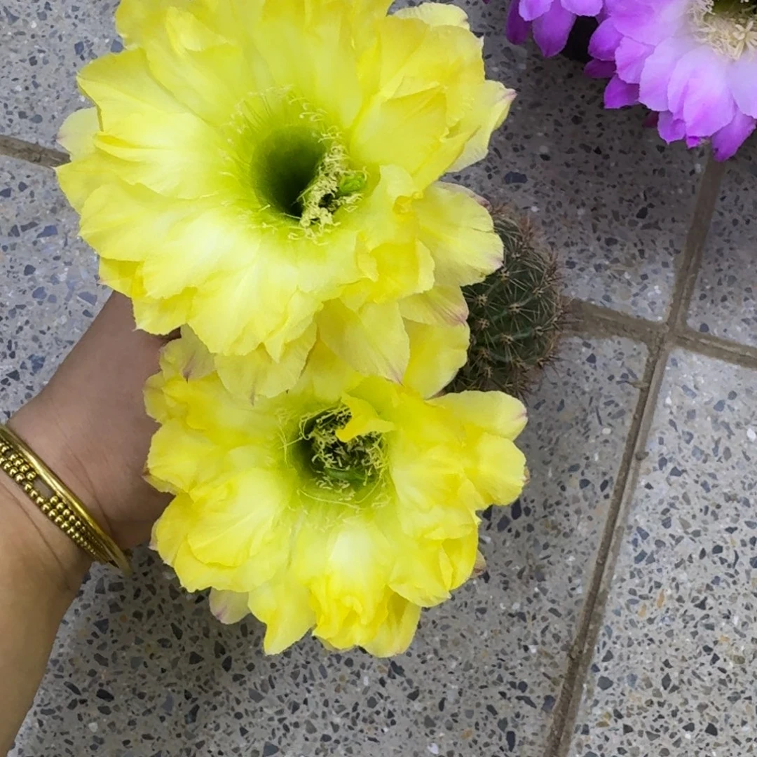 238彩草绿梦歪无根侧牙4公分左右，20包邮