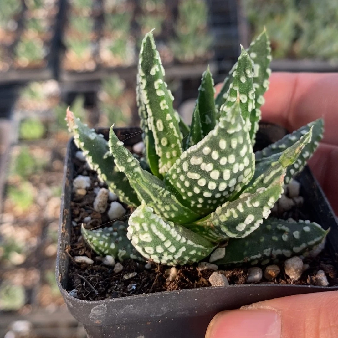 一颗泪珠硬叶 高货 圣诞福利