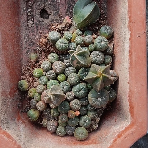 767兜实生兜苗仙人球