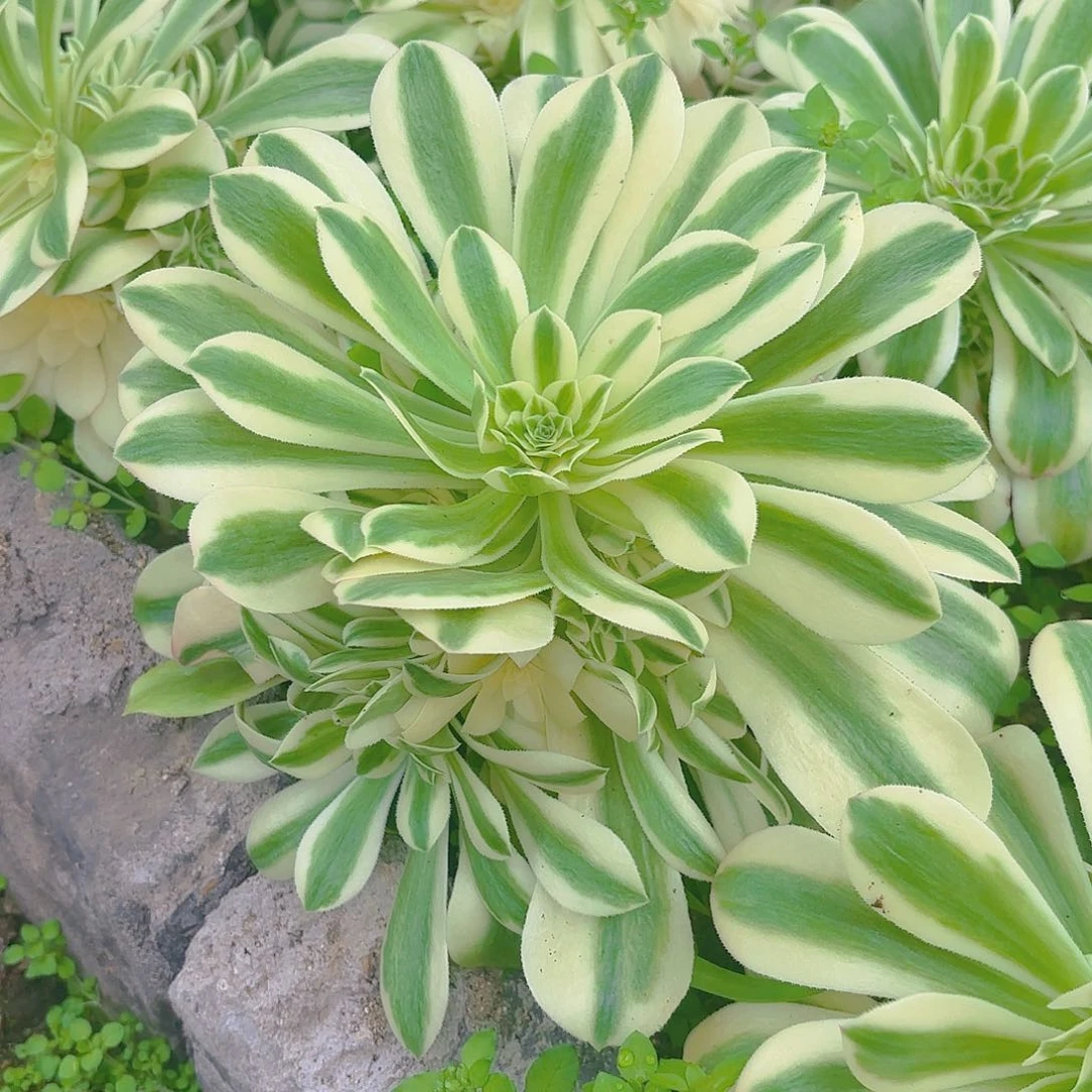迈巴赫多肉植物手捧