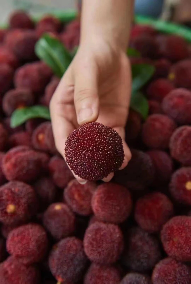 正宗仙居东魁杨梅新鲜现摘当季孕妇水果礼盒装