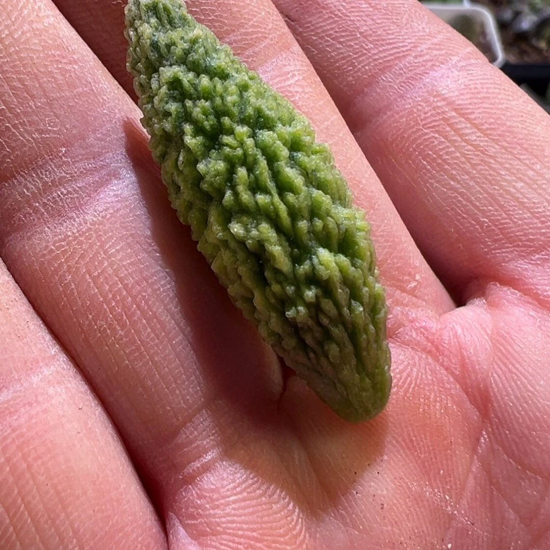 福利款新品叶片多肉植物