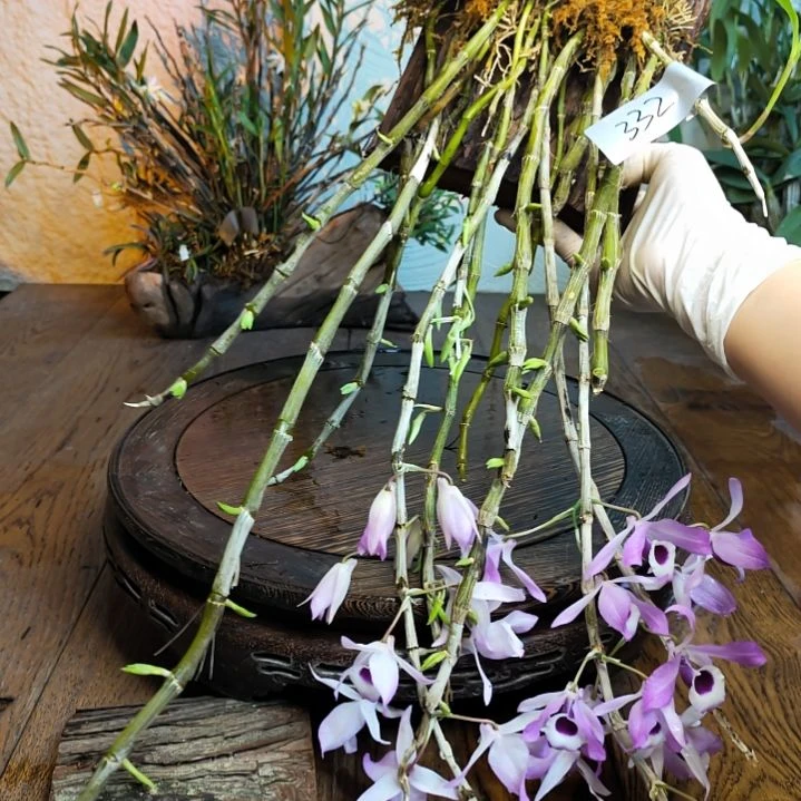 全部花朵332喇叭唇花，花，花