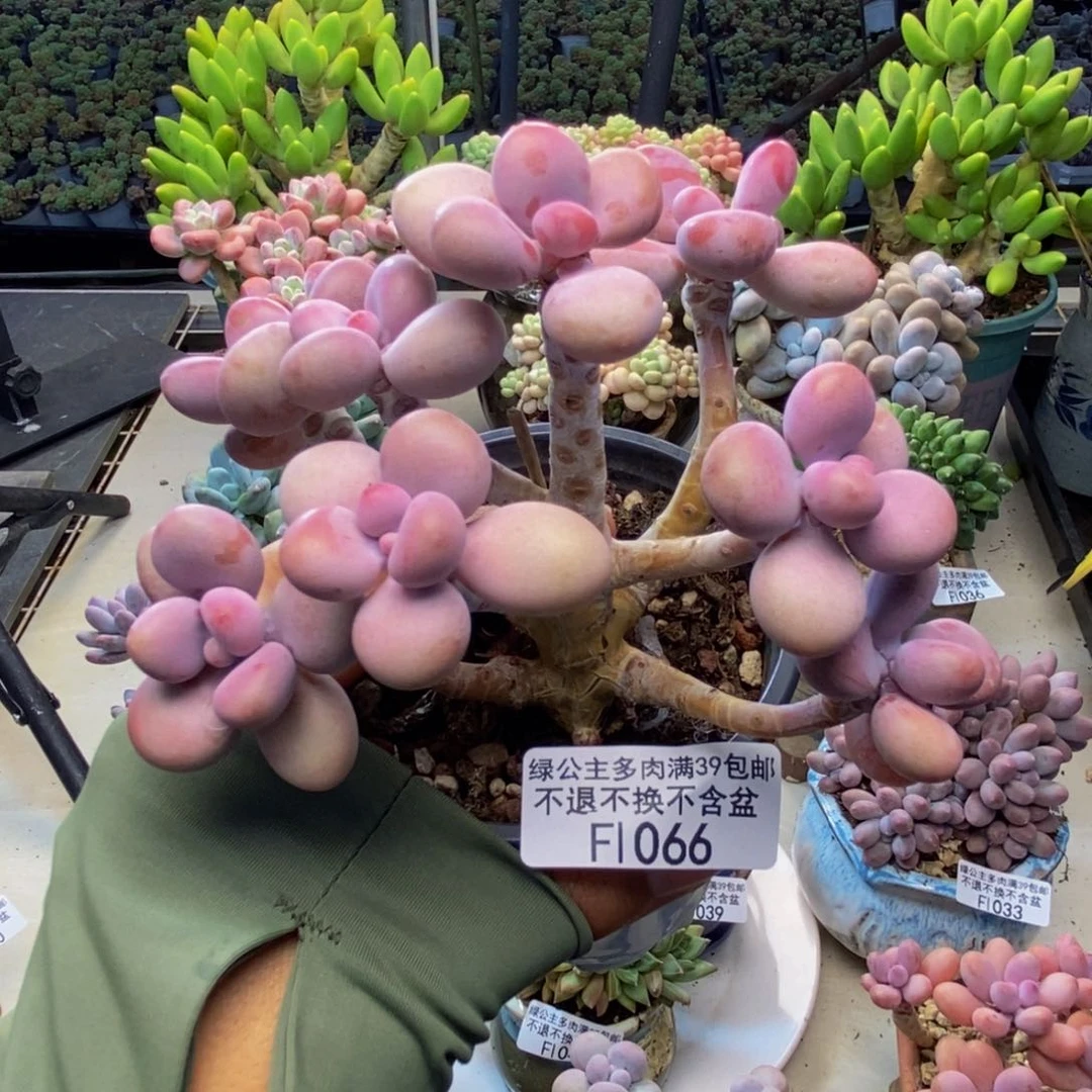 066腰子桃蛋树9c m