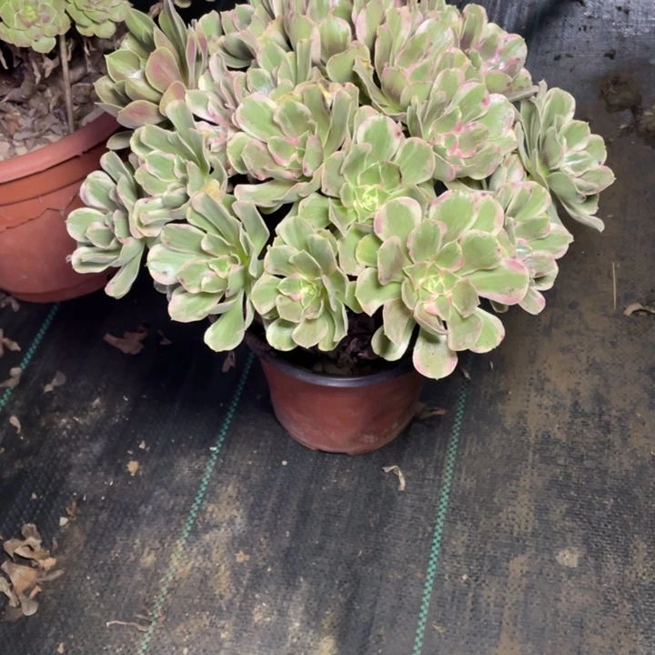 57光辉多肉植物多肉