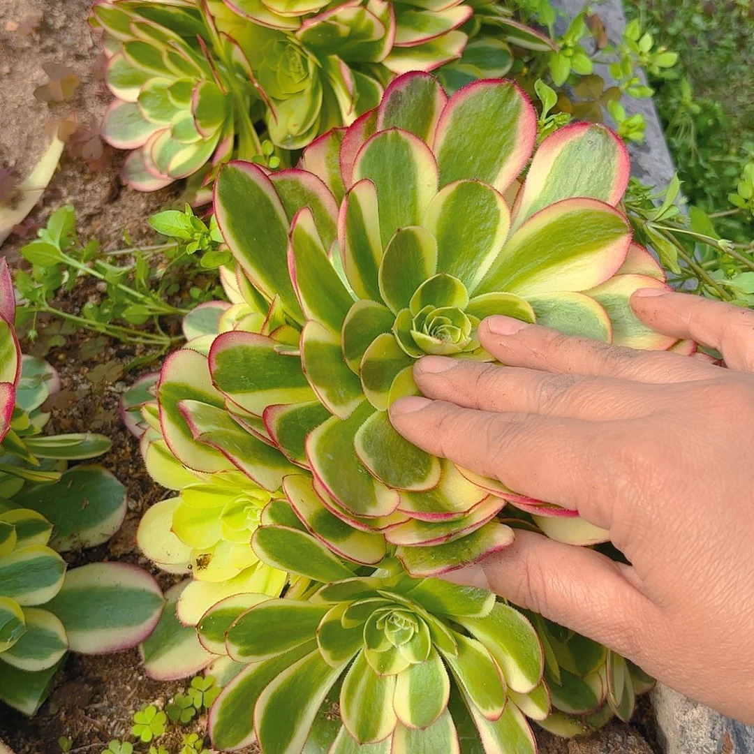 奶白手捧多肉植物