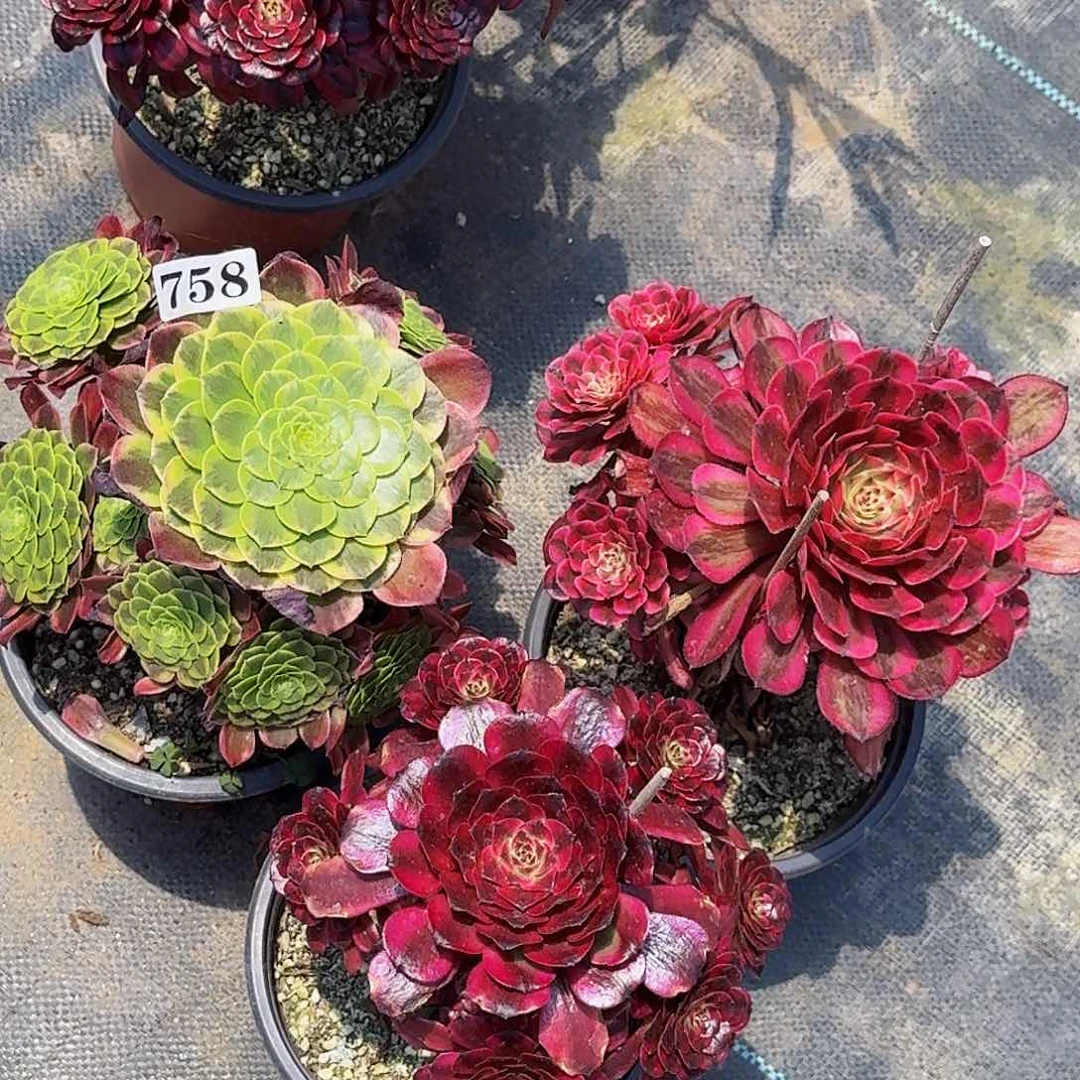 758三颗嫩桩多肉植物