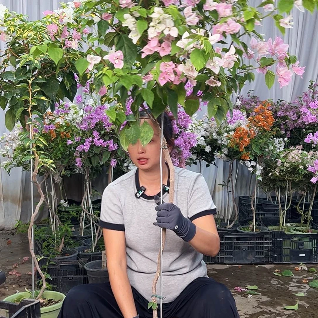 游***叔大部分花苞少量开放D12广红樱