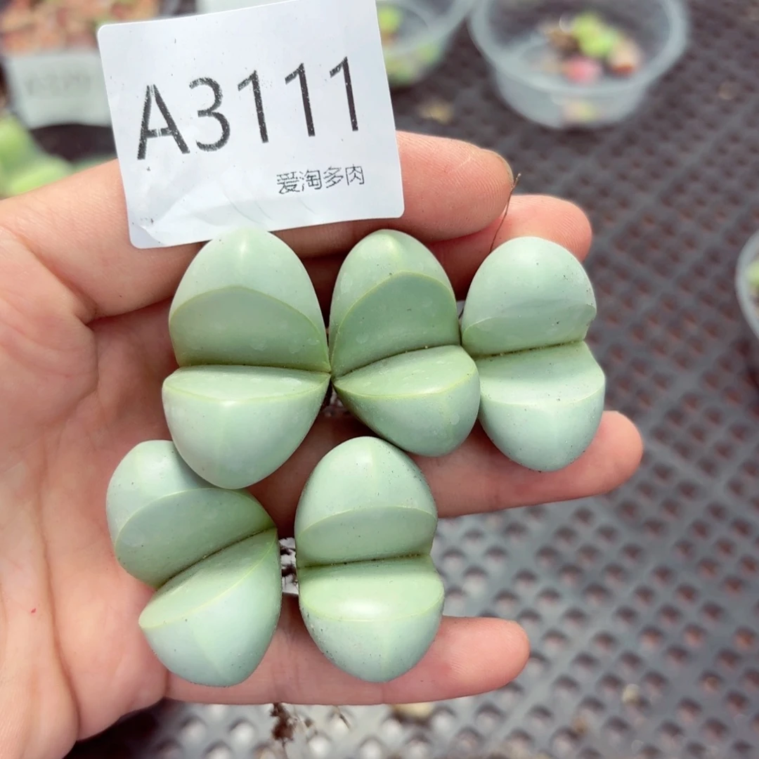3111--生石花 肉锥