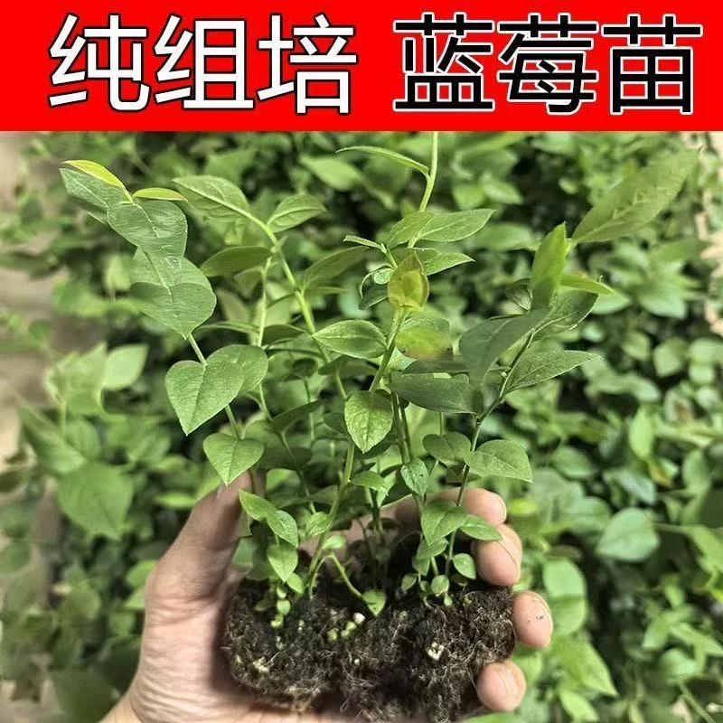 组培苗 清棚特惠 优瑞卡 超大果南北方均可种植