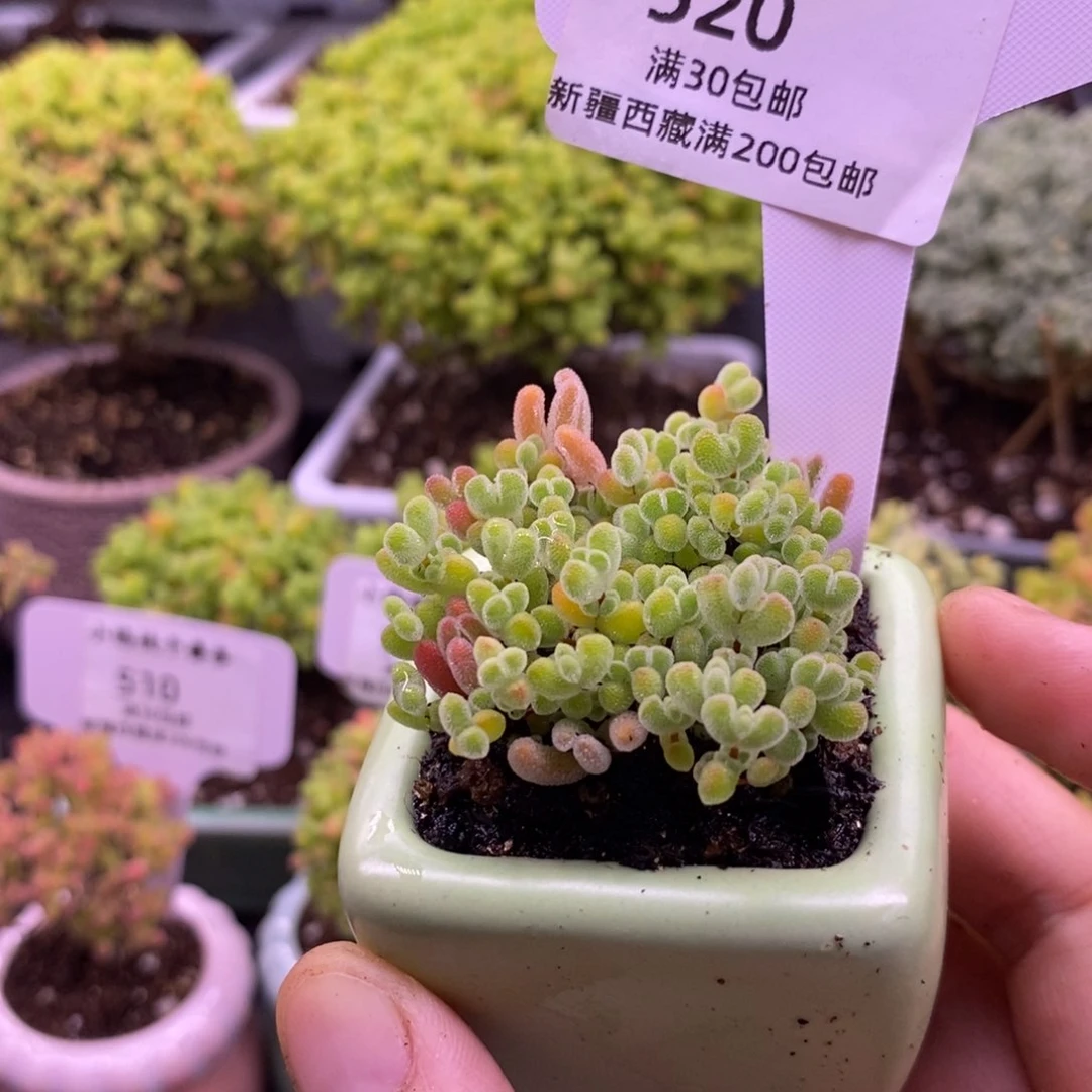 旺***星520混合切糕。