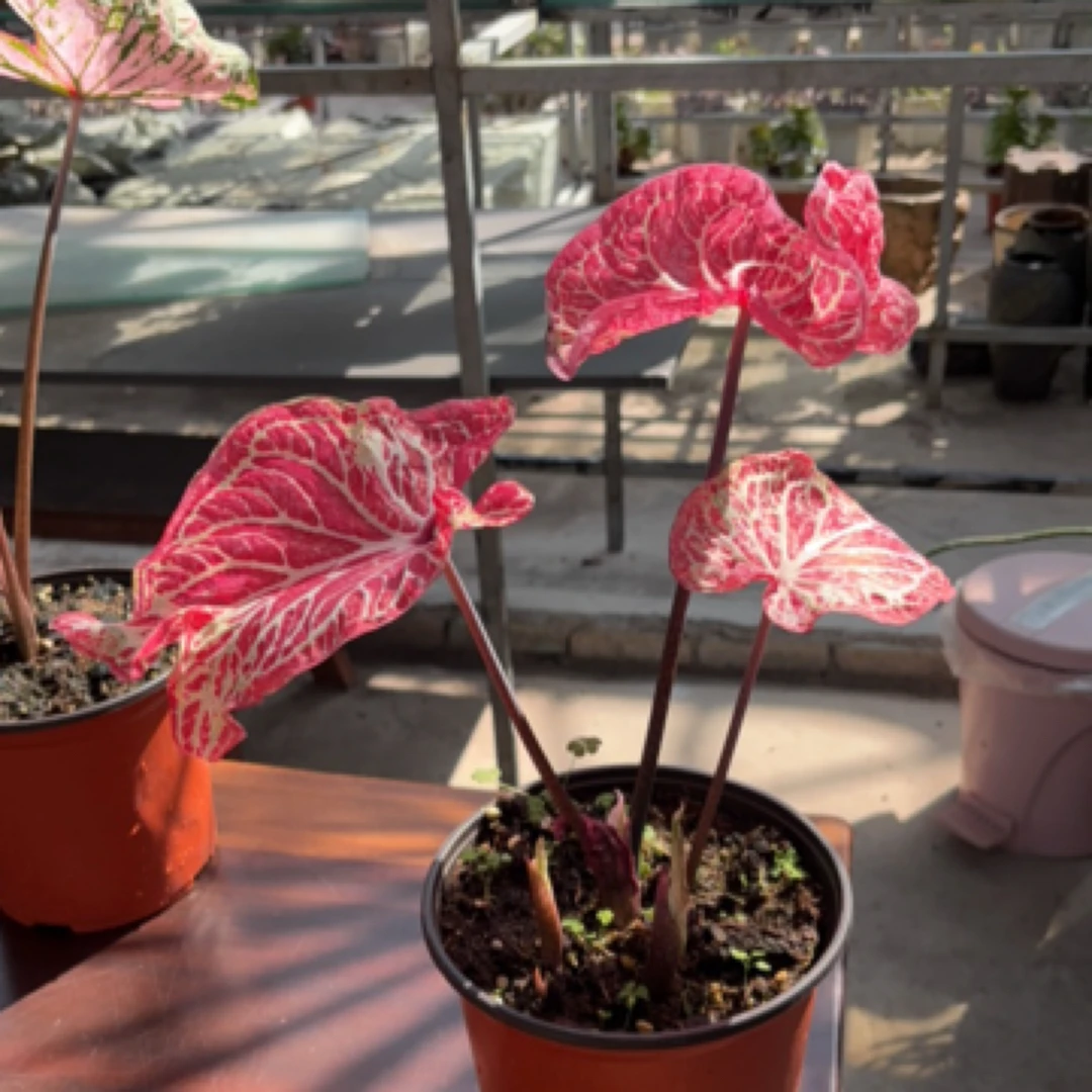 彩叶芋盆栽娇羞新娘（胡椒）室内观叶绿植桌面阳台装饰网红植物