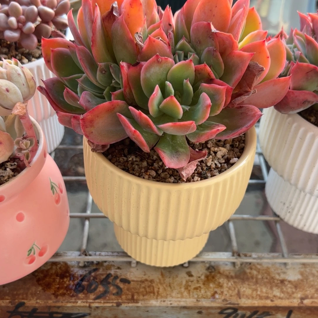 用***5绮罗缀化带盆黄色