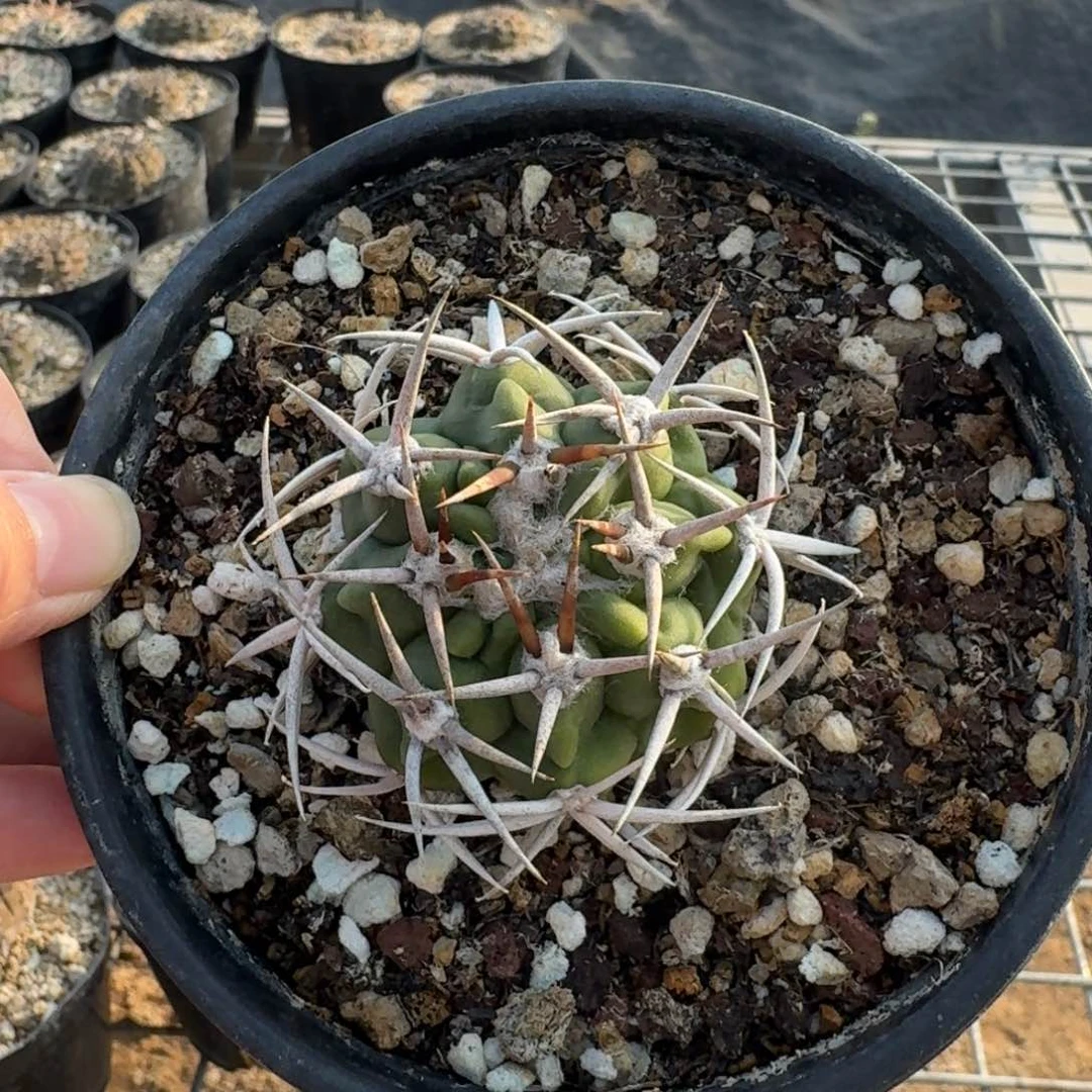 福袋碧岩玉一物一拍多肉