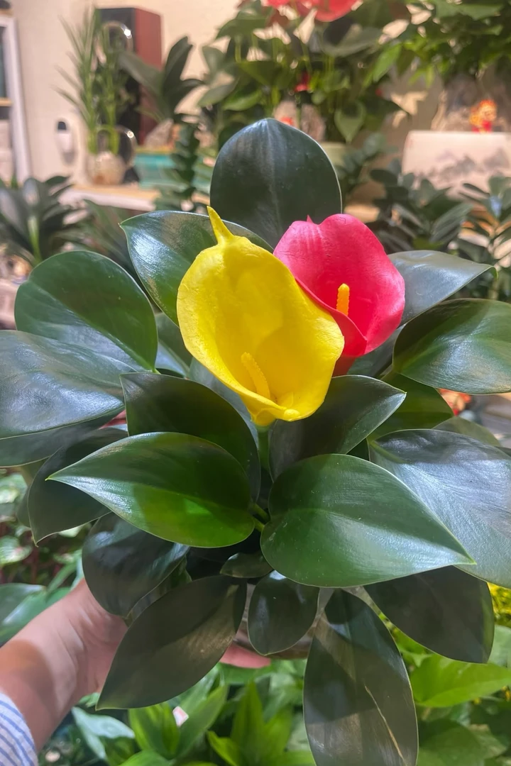 金钻盆栽室内克二手烟除绿植花卉好养铂金钻水培植物绿公主