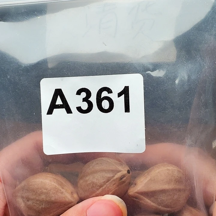 排***三橄榄核手串/手链橄榄