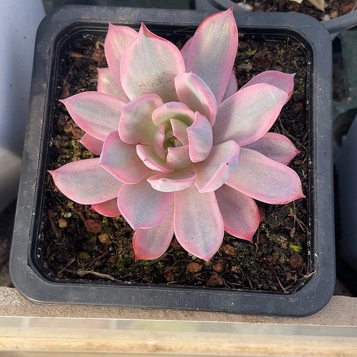 劳伦斯锦一物一拍锦龙