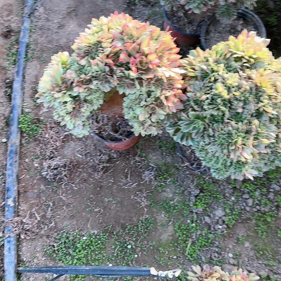 程*梅缀话脱土发货缀话