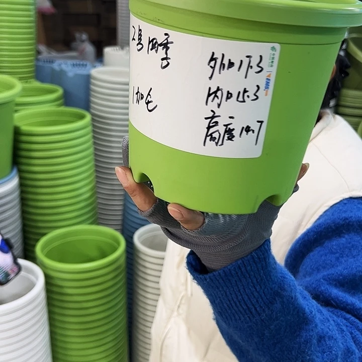 特价2号四季口17.3高14.7果绿无托10只