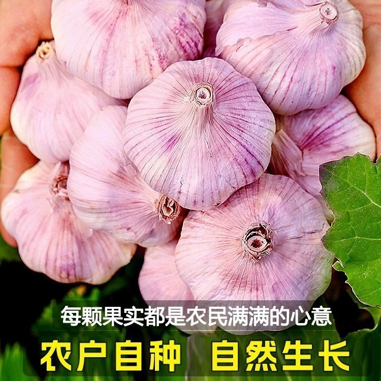【蒜农直发】农家自种土蒜干大蒜九成晒干红白紫皮蒜头批发特价大果