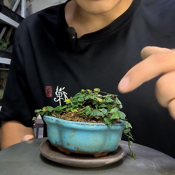 1****?中青园艺一物一拍1