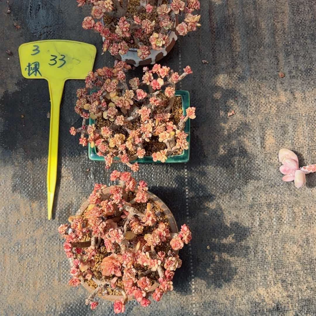 源腊牡丹3个33。