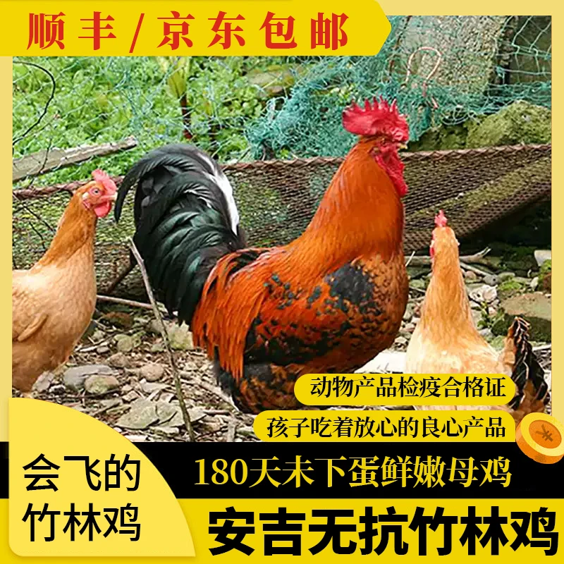 【安吉竹林跑山鸡】放养跑山鸡单只净重2.4-2.8斤散养土鸡冷冻品