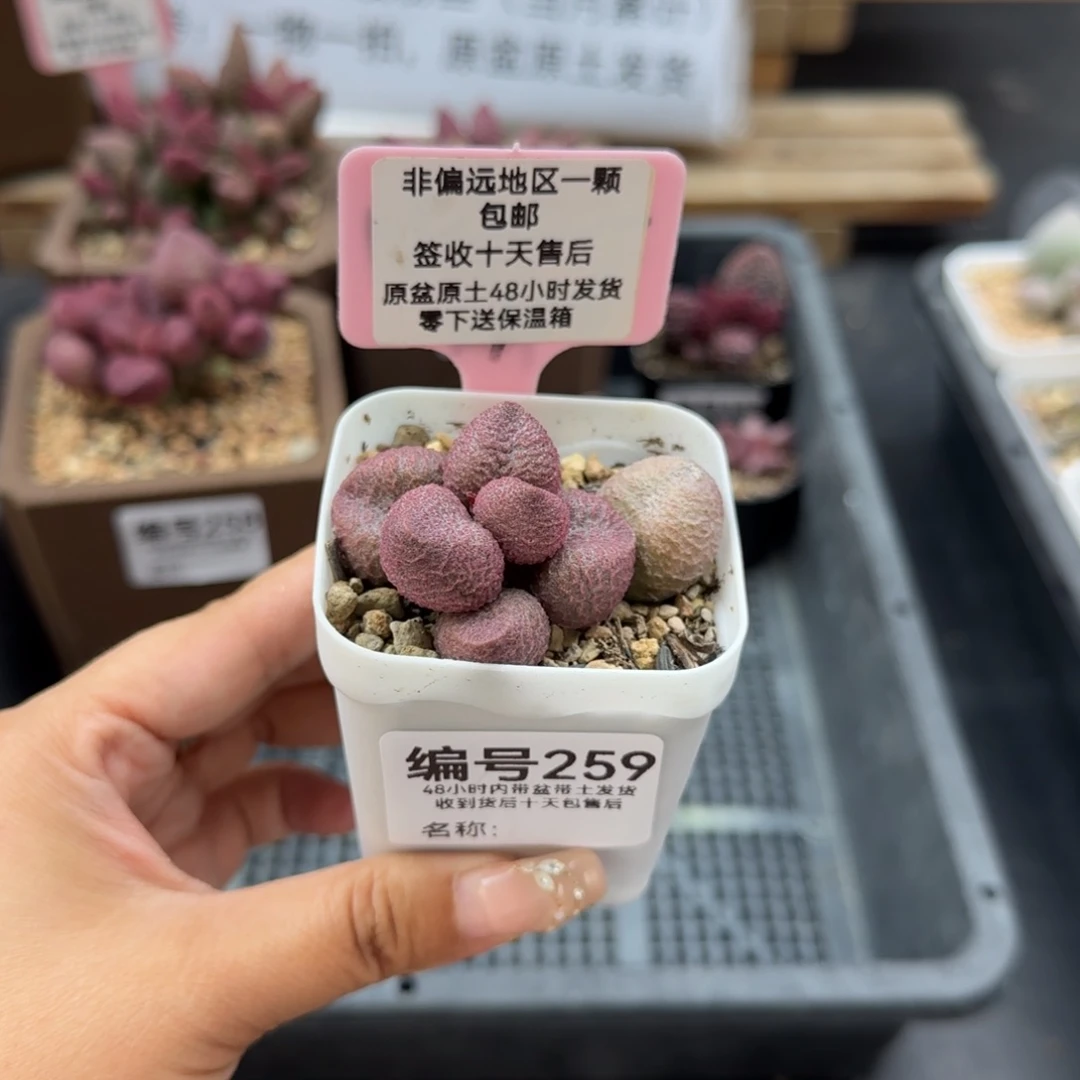 天**音259水蜜桃多肉植物
