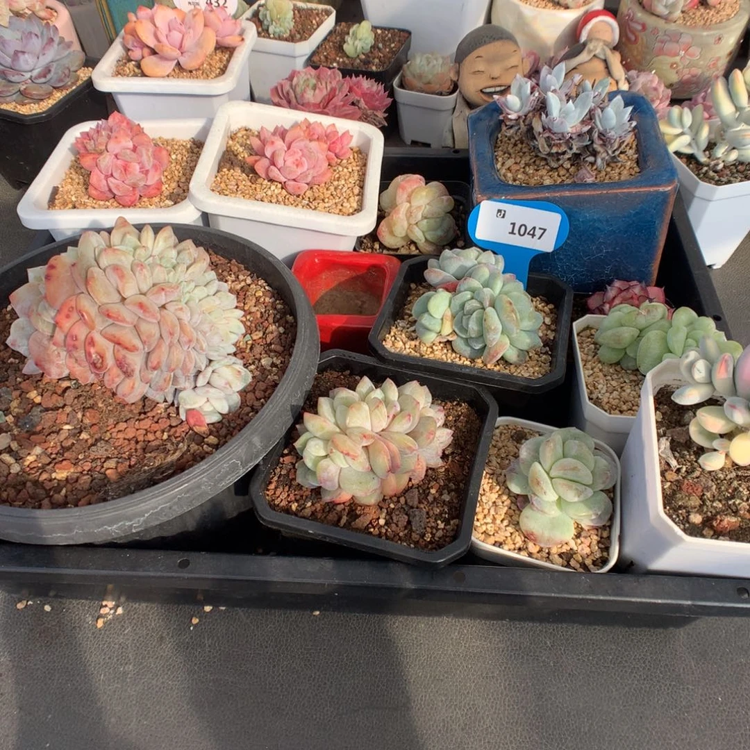 思***、1047扣除320 余1102