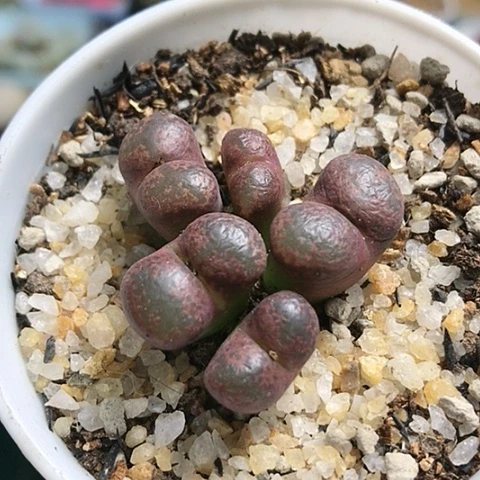 多肉肉锥 酒红勋章