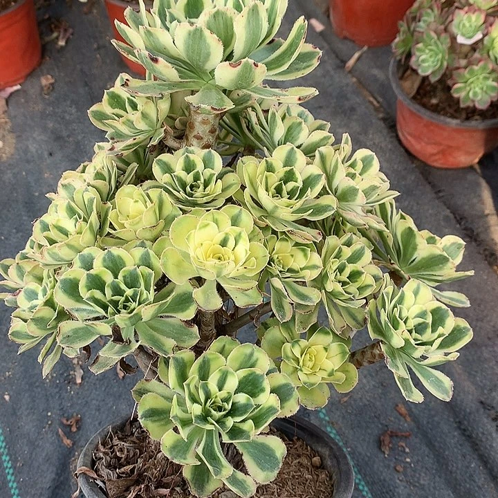 762保时节多肉植物