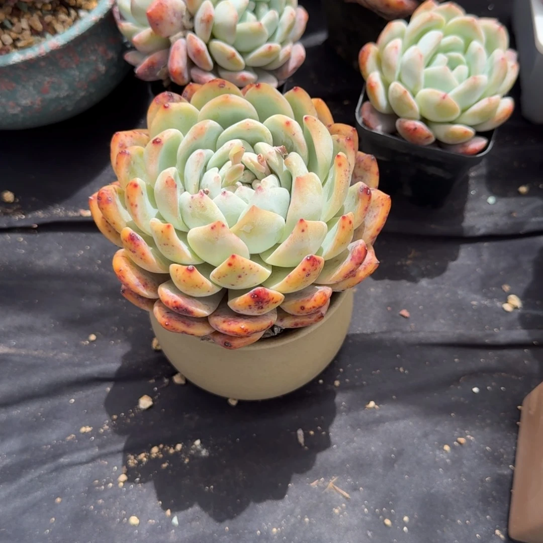 ?****精控橙子变异，专拍链接。