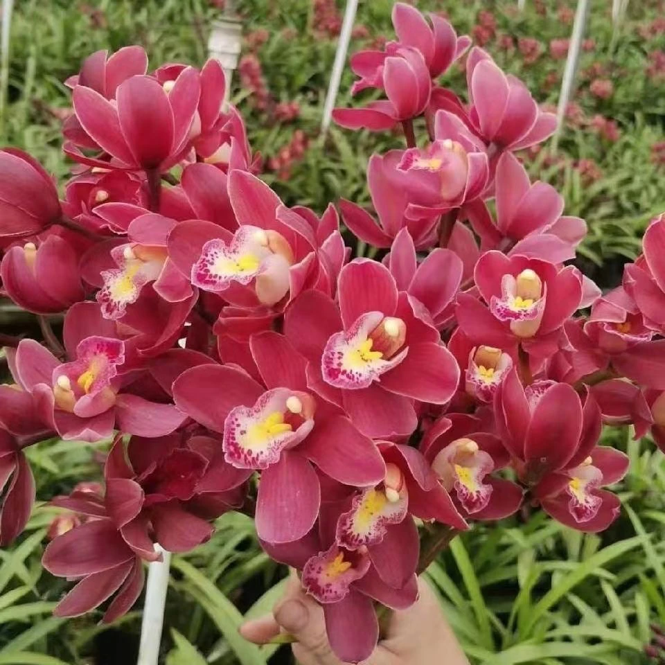 特A级兰花【红宝石】大花蕙兰浓香艳丽兰花