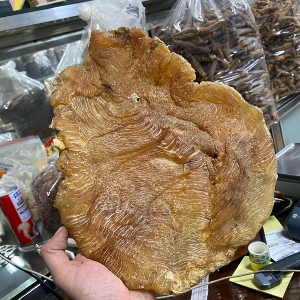 老鱼胶海鱼胶老鱼胶