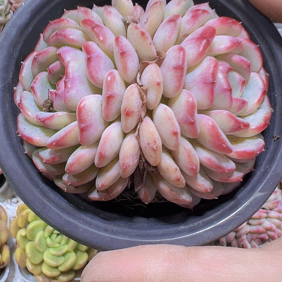 双头大白胖子19包邮