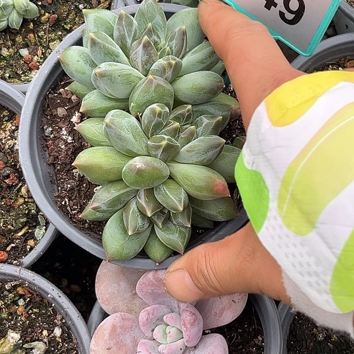 多肉植物彩体重楼349