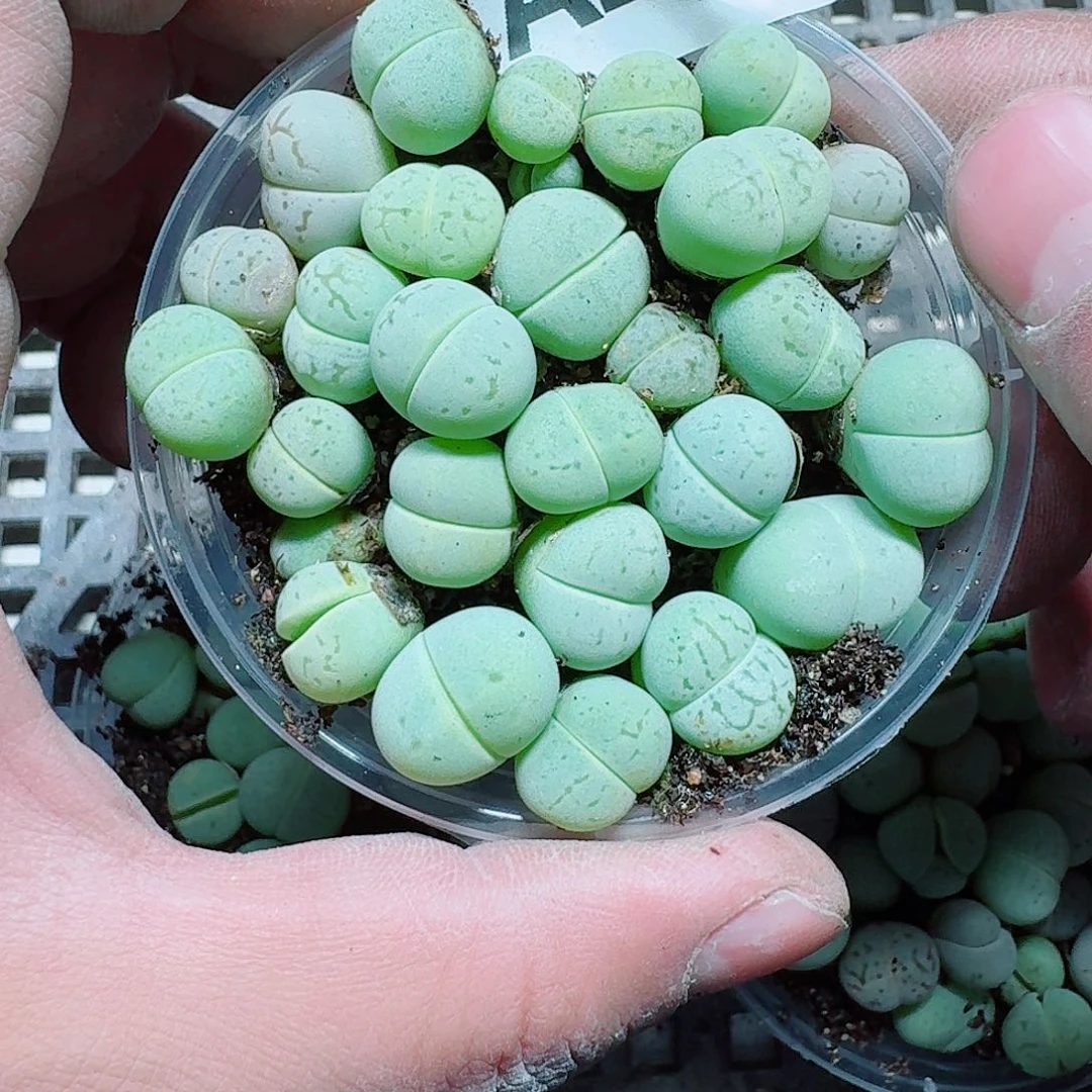 272 多肉植物多肉植物