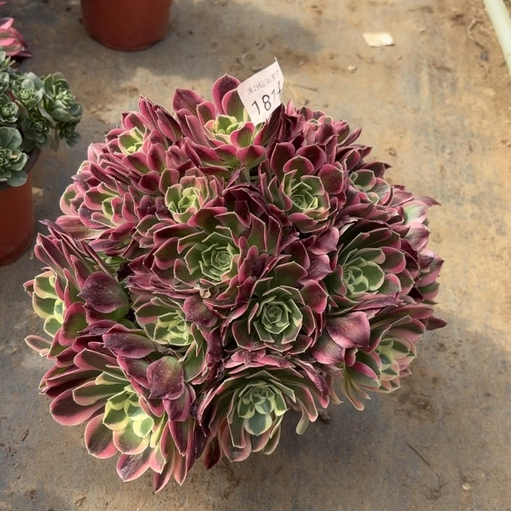 白凤多肉法师1814