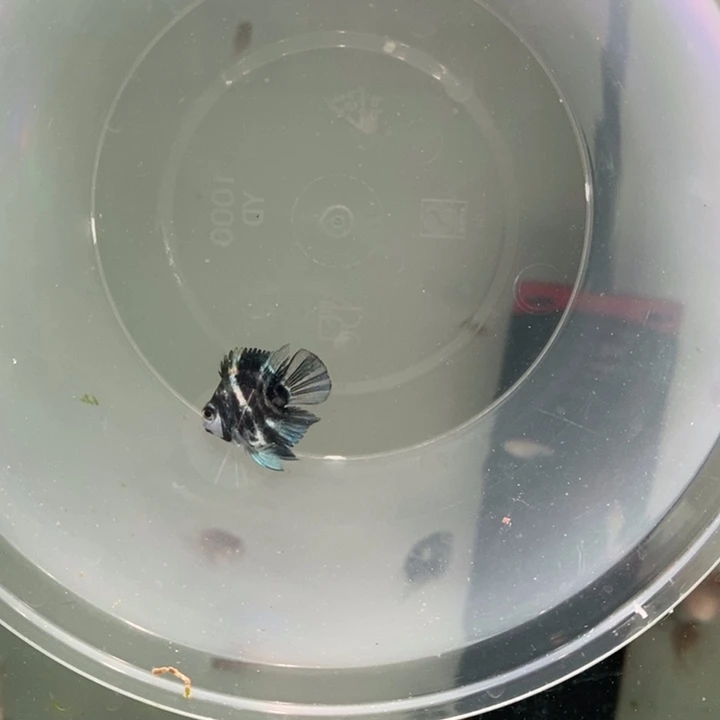 鹦鹉鱼丑死黑旋风迷你鹦鹉一条