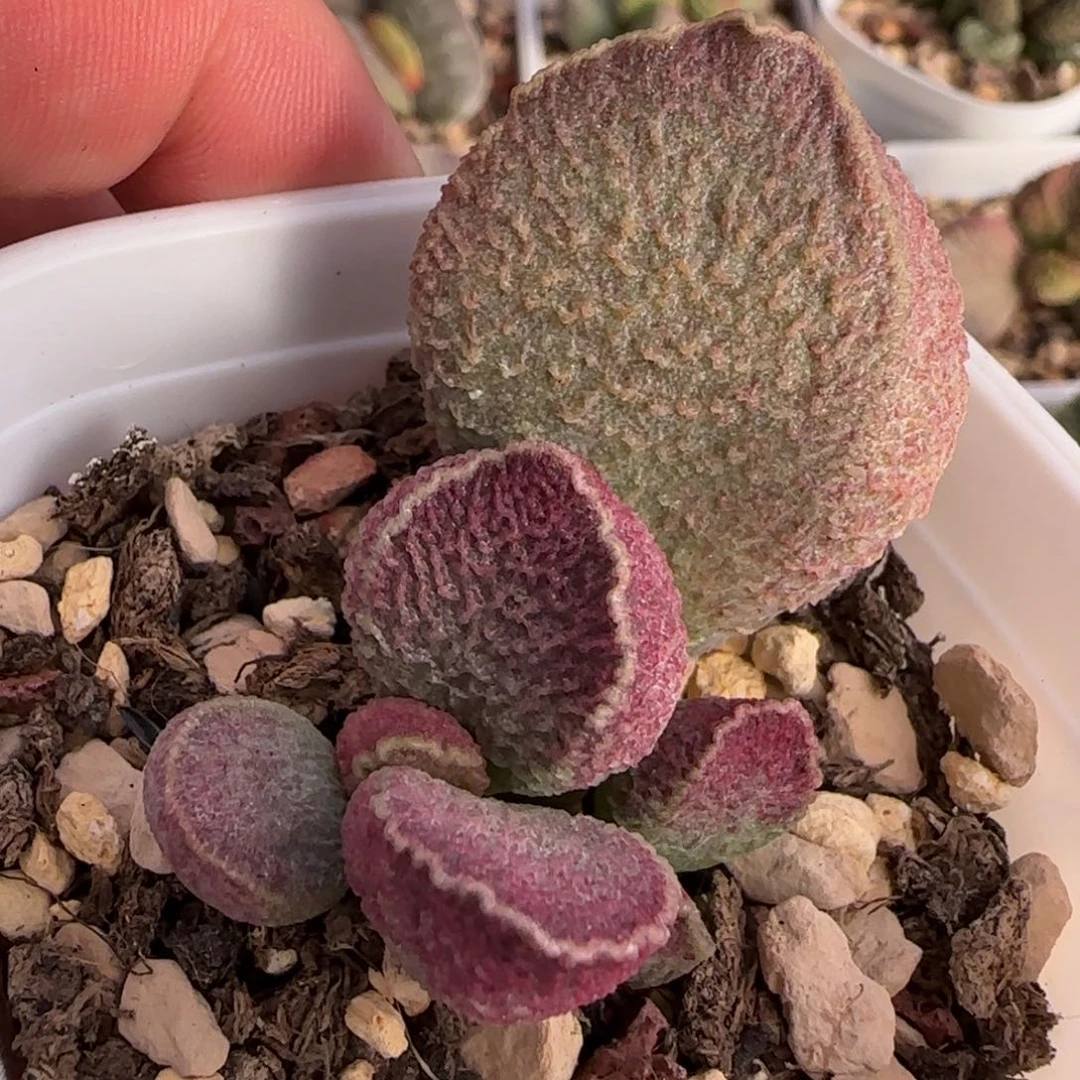 哈默猪肝多肉水泡