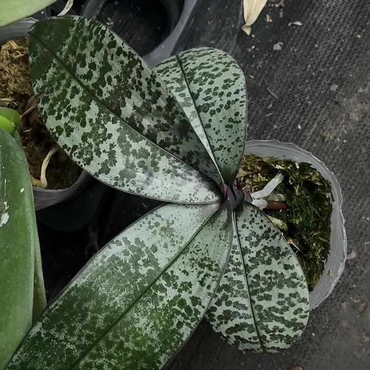 当前无花栽培后可以开花西雷利3.0带剑