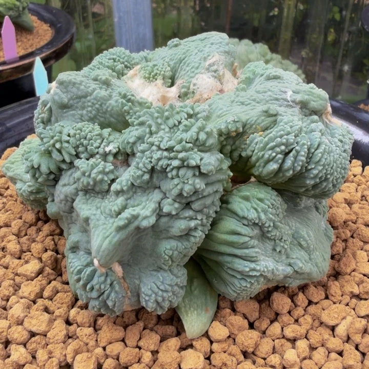 世界级的收藏品天花板