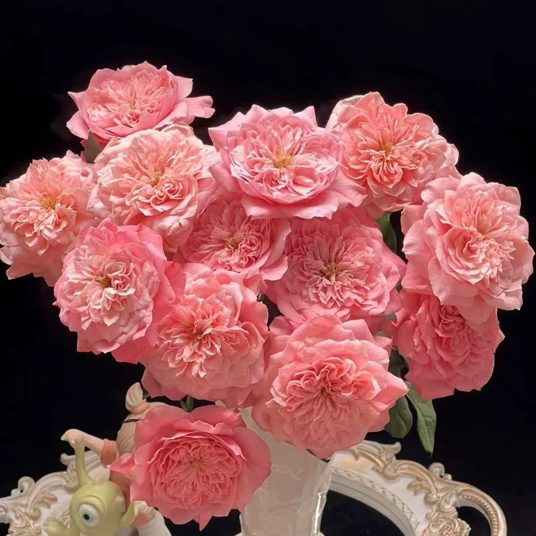 【植迷不误】美琴 玫瑰 居家 花束 插花 云南鲜花 基地包邮直发