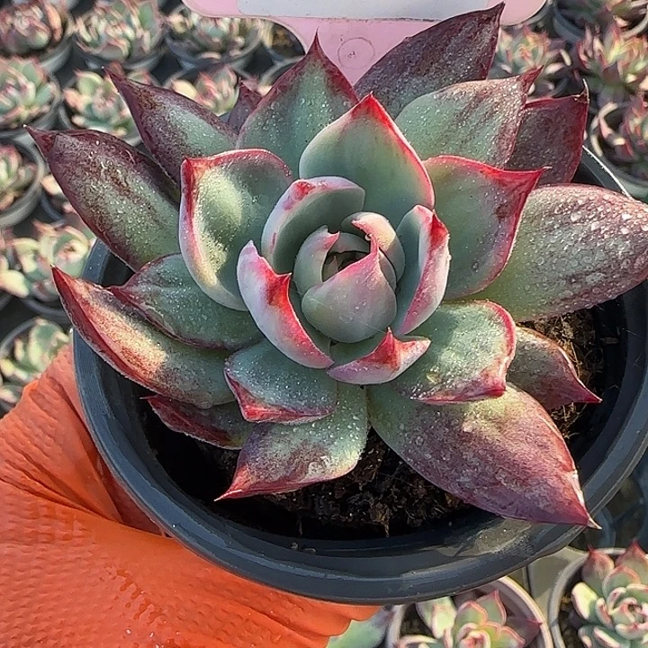 204 惊鸿仙子多肉植物6-9cm