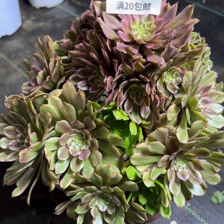 瑞妈一物一拍264