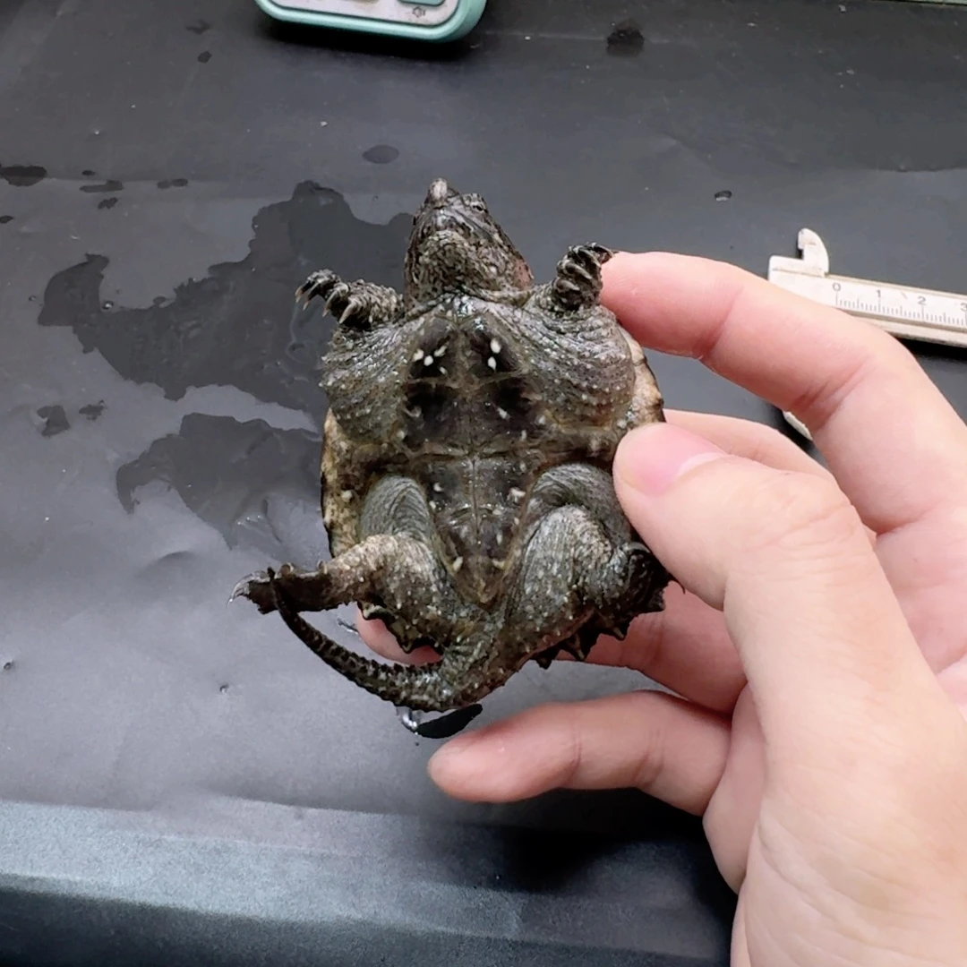 宠物龟不分公母11